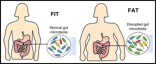 Gut biome and fat