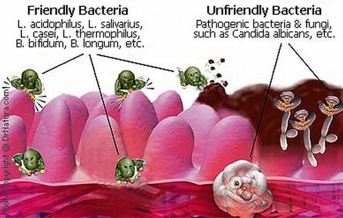 Gut friendly vs unfriendly bacteria