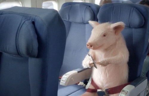Pig flying coach