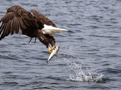 2018_06 21 Eagle seizing fish