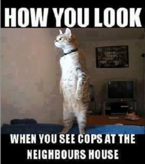 2018_07 11 CAT How you look