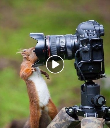 2018_07 26 Paparazzi squirrel