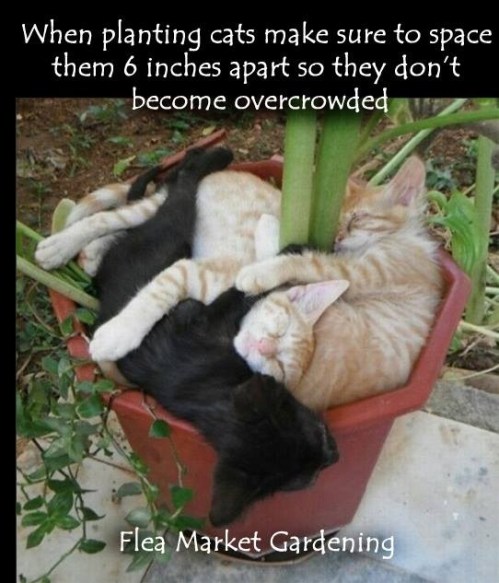 2018_10 20 CATS planting advice