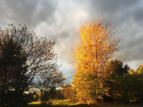 2018_11 03 Tree by Randall