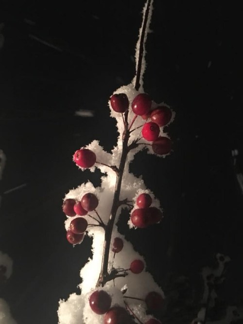 2018_11 16 Snow by Deb Hill