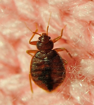 2018_11 28 Bedbug