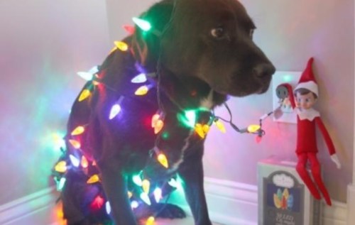 2018_12 06 Living Tree Dog Elf