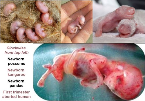 2018_12 22 Newborn comparison