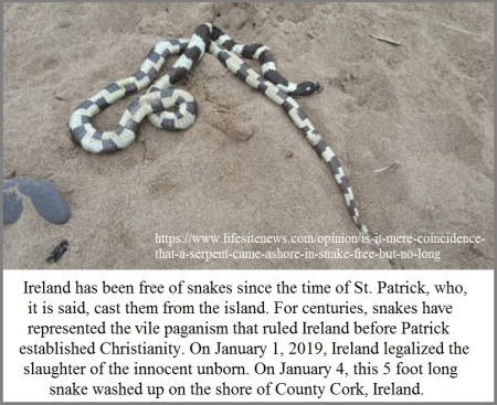 2019_01 04 snake in ireland