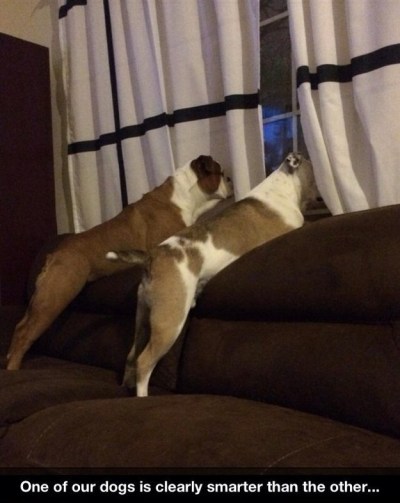 dog staring at curtain