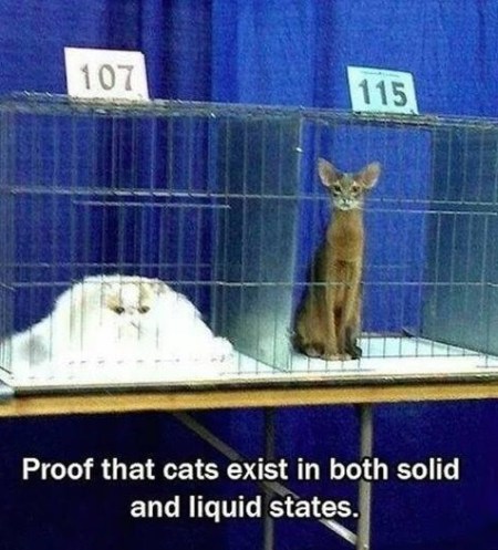 CATS solid liquid