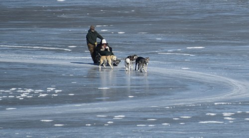 2019_02 09 dog sled on ice cup