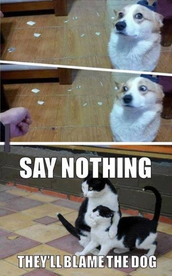 CAT DOG Say nothing - sent to KK