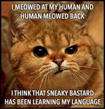 CAT learning language