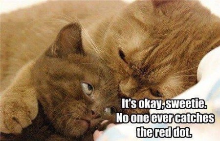 CAT noone ever catches red dot