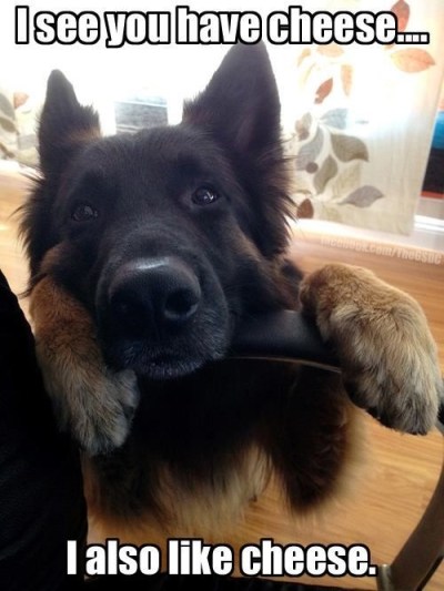 DOG likes cheese