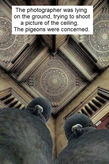 Pigeons