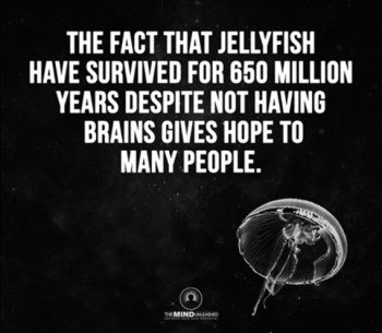 STUPID Jellyfish hope