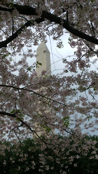 2019_04 07 Wa Mon w cherry blossoms