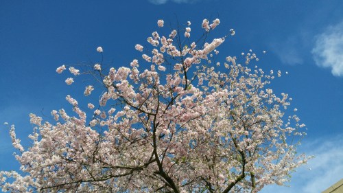 2019_04 10 MD cherry blossoms