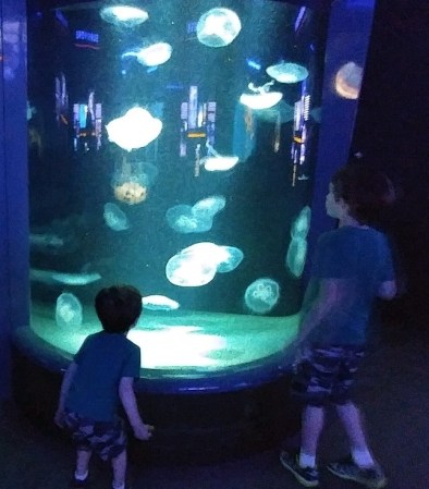 2019_04 22 Jellyfish Bootz Buzz