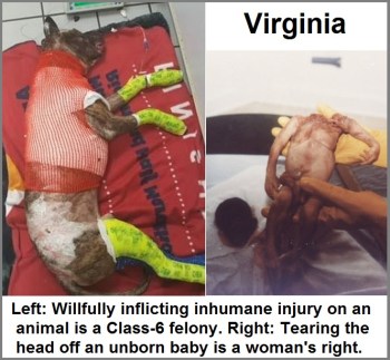 2019_04 Virginia dog v baby