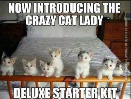 CAT cat lady starter kit