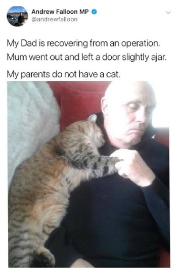 CAT compassion