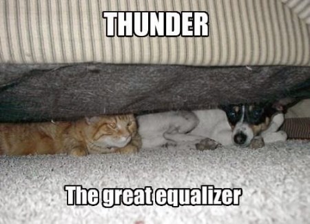 CAT DOG thunder