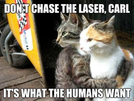 CAT don't chase the laser