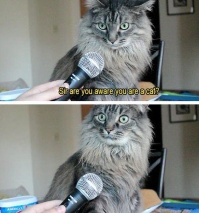 CAT reporter - sent to KK