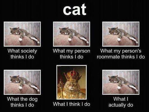 CAT What I think I do - sent to KK