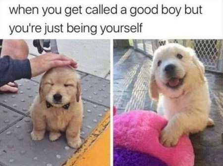 DOG good boy