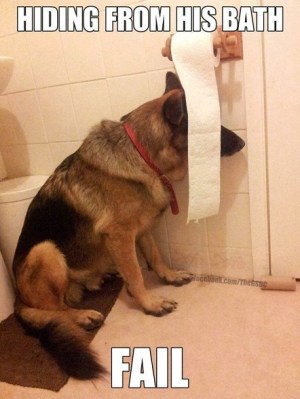 DOG hiding from bath