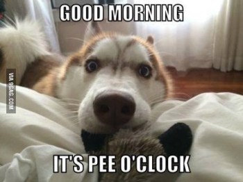 DOG it's pee o'clock