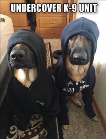 DOGS undercover