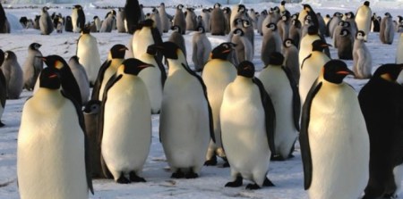 emperor penguins