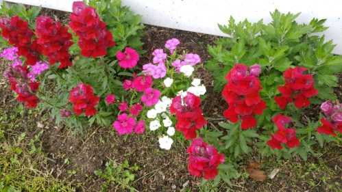 2019_05 10 L's garden