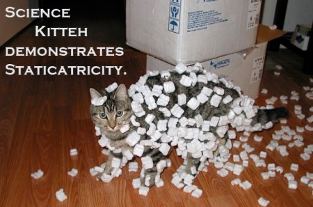 2019_05 12 CAT in styrofoam peanuts