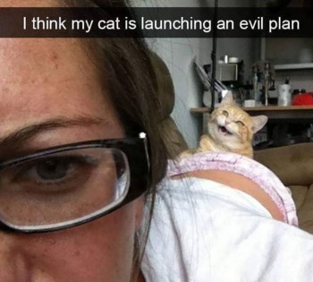 CAT launching evil plan