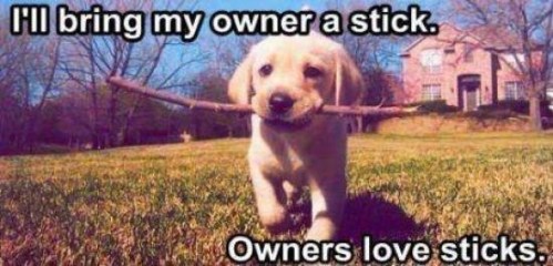 DOG STICK Owners love sticks