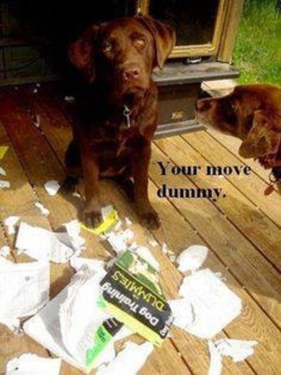 DOG training for dummies