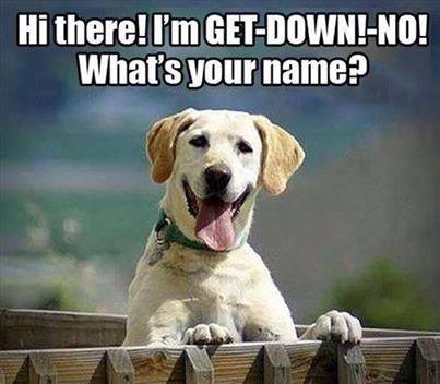 DOG What's your name
