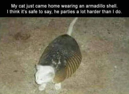 CAT armadillo party