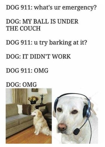 dog 911
