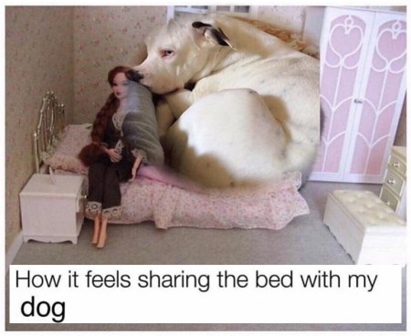 dog share bed