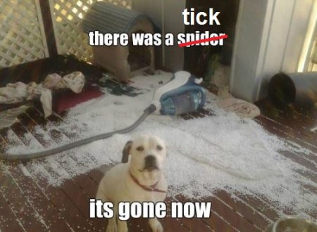 DOG There was a tick