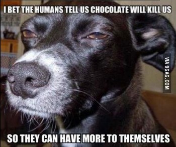 DOGS and chocolate