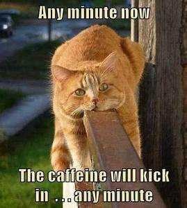 CAT caffeine
