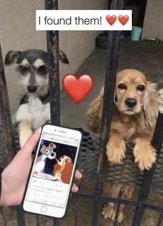 DOG disney
